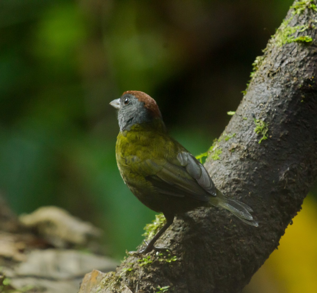 Olive Finch - Jordan Franco