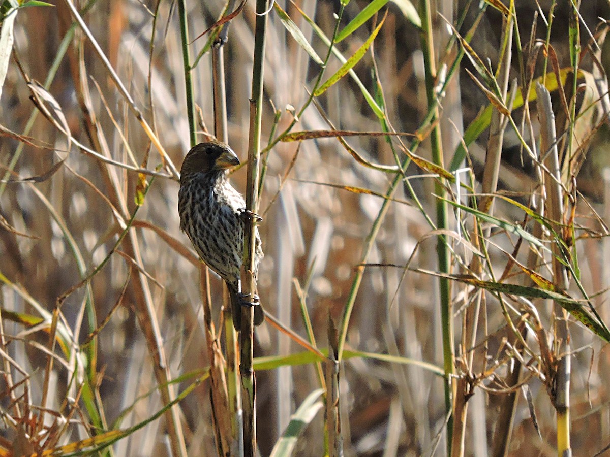 Grosbeak Weaver - ML618588014