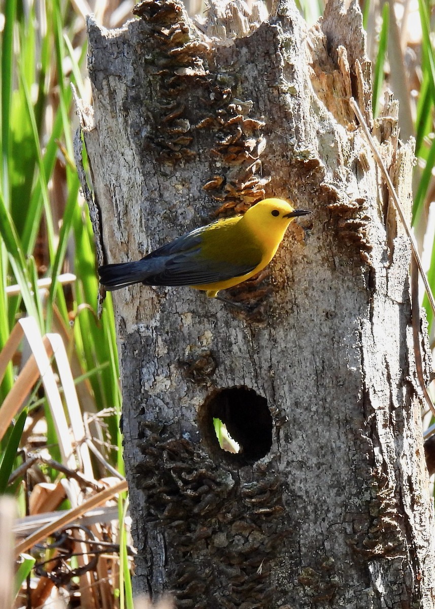 Prothonotary Warbler - ML618588015