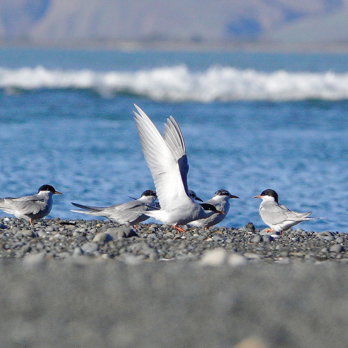 Black-fronted Tern - ML618588038