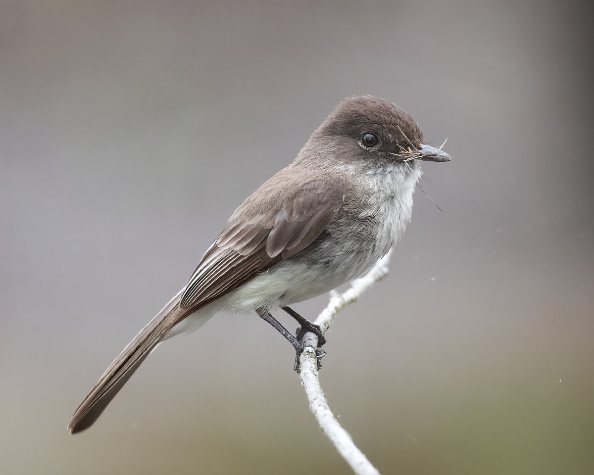 Eastern Phoebe - ML618588039