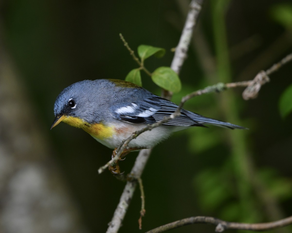 Northern Parula - Paul Nielson