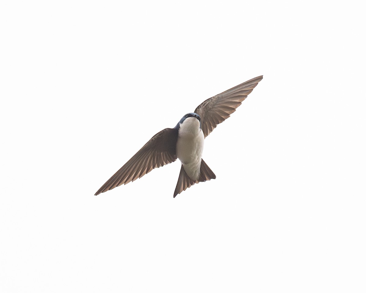 Tree Swallow - ML618588070