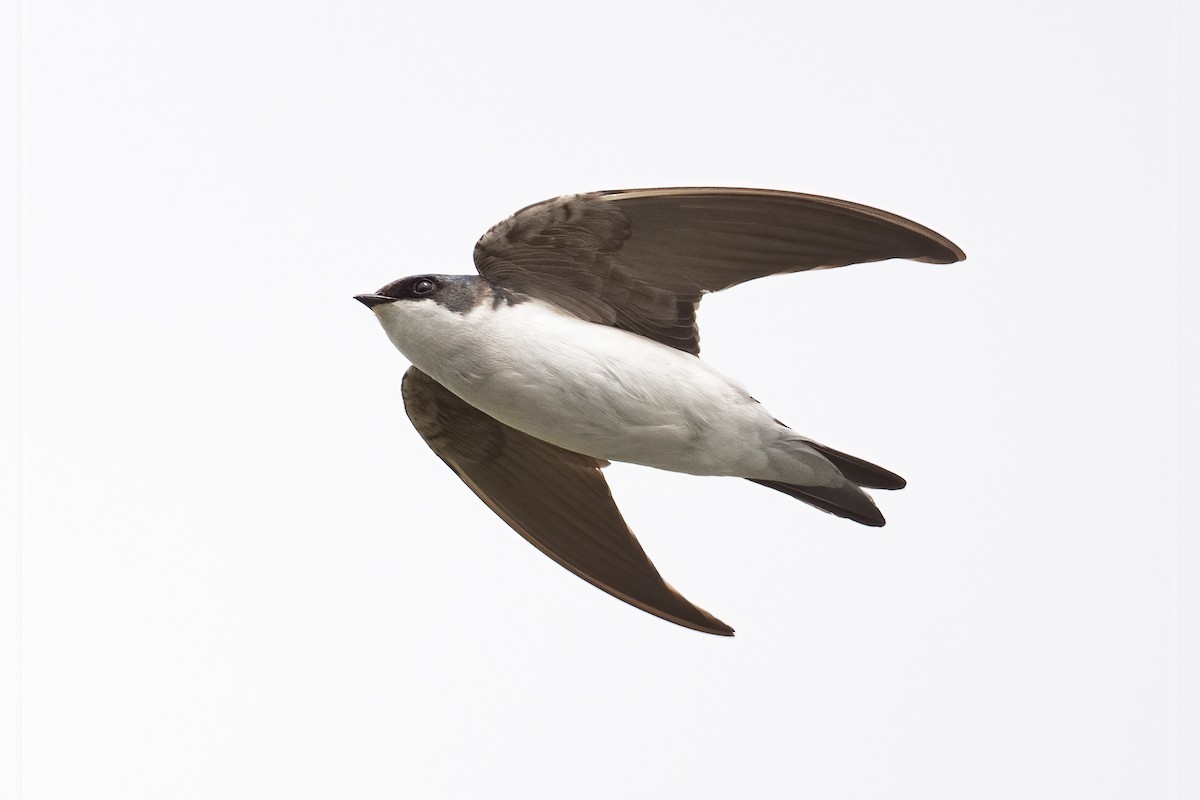 Tree Swallow - ML618588071