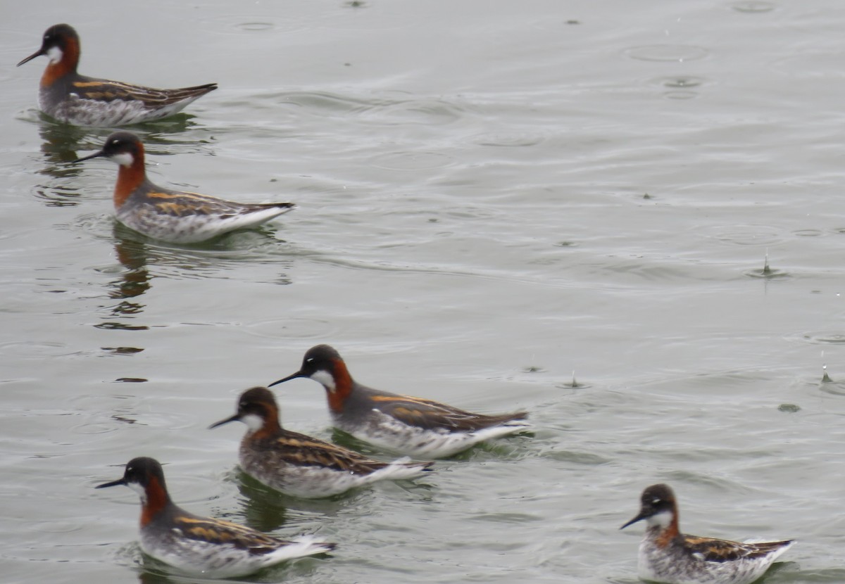 Red-necked Phalarope - Pam Otley