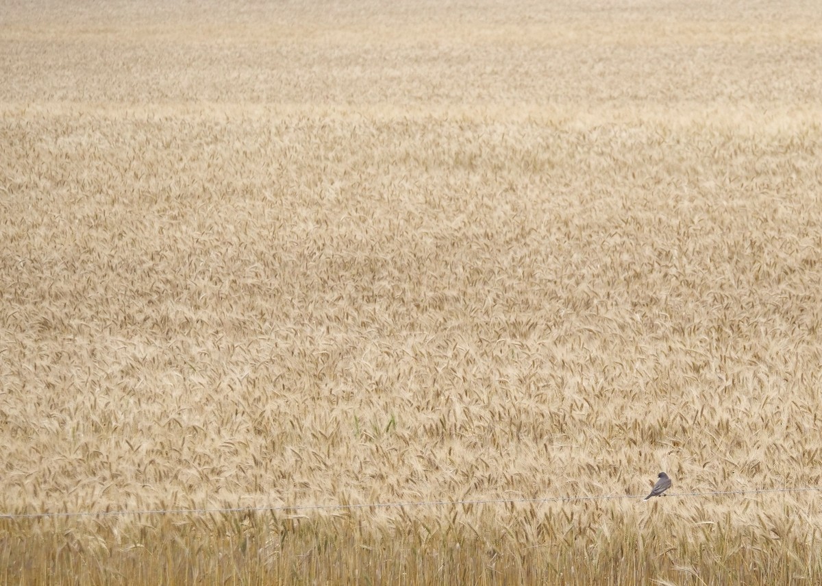 Eastern Kingbird - Martin Byhower