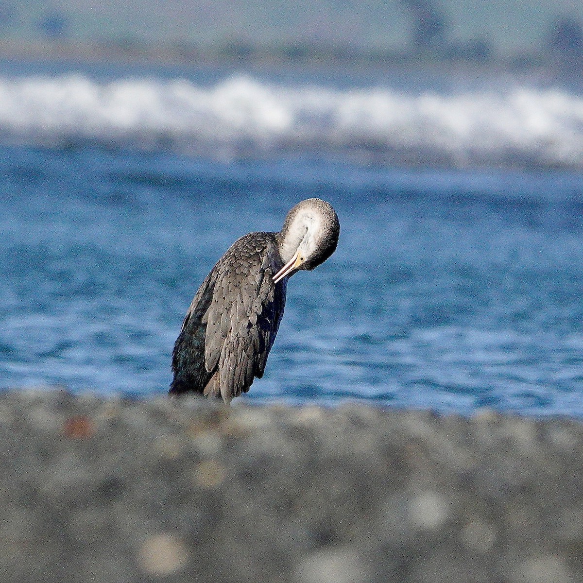 Cormoran moucheté - ML618588114