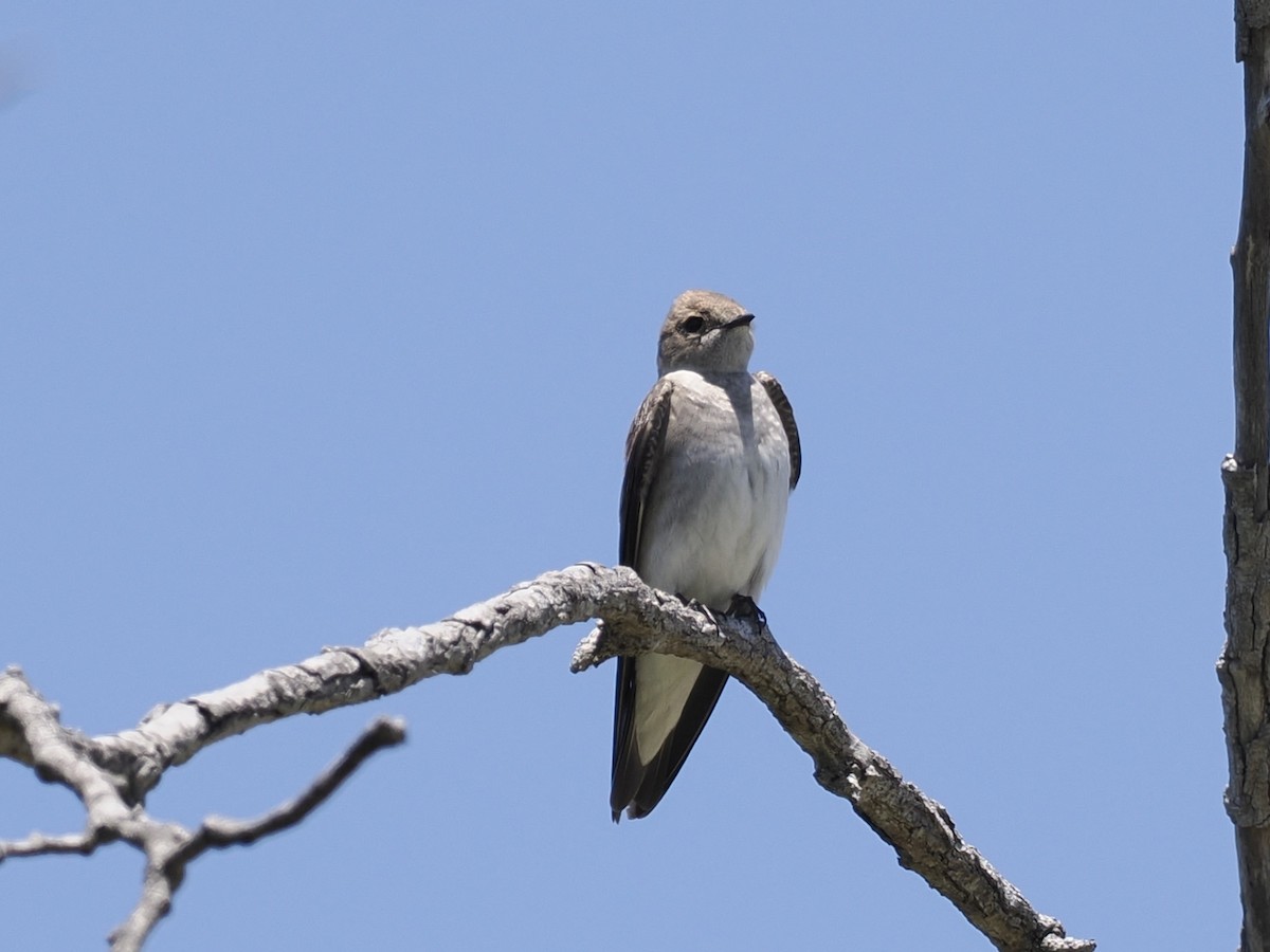 Northern Rough-winged Swallow - Robert McNab