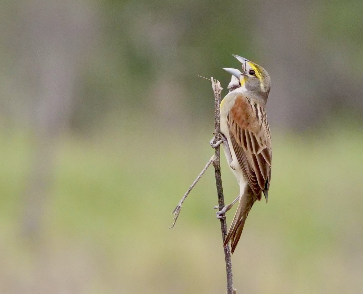 Dickcissel - Martin Byhower