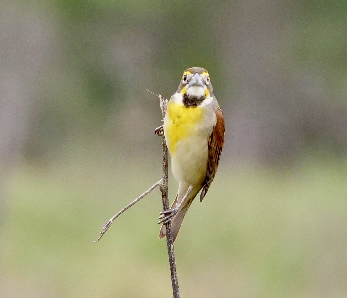 Dickcissel - Martin Byhower