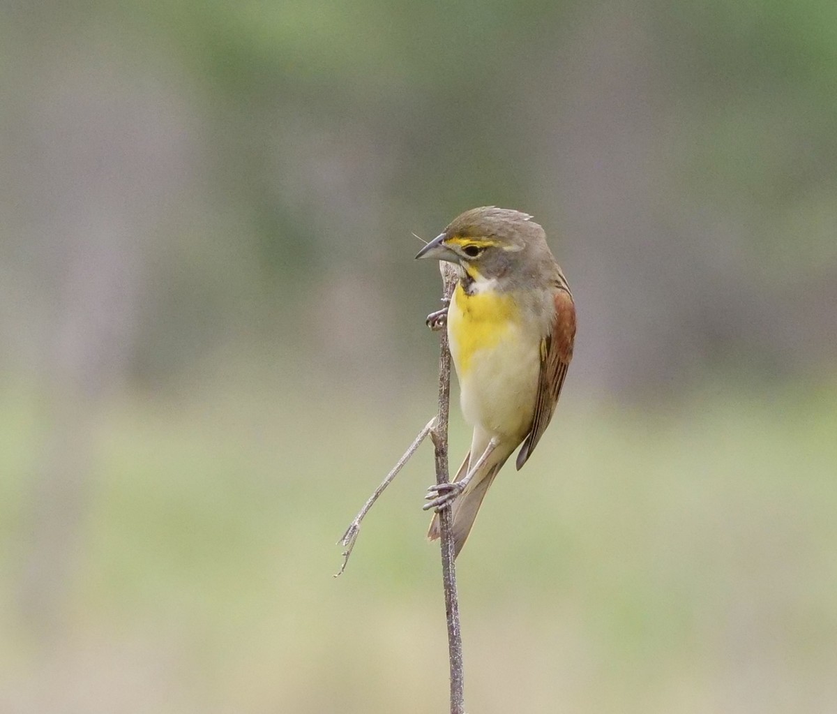 Dickcissel - Martin Byhower