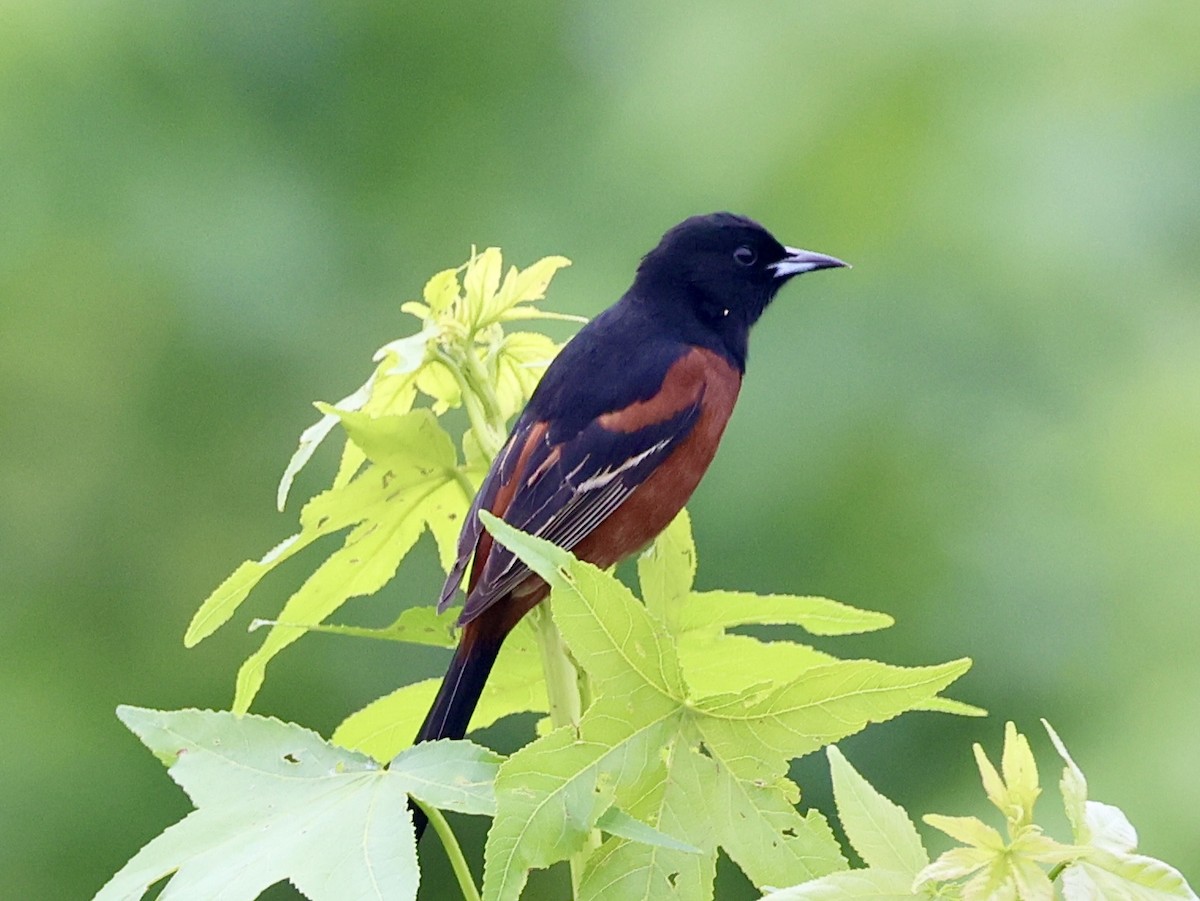 Orchard Oriole - ML618588215