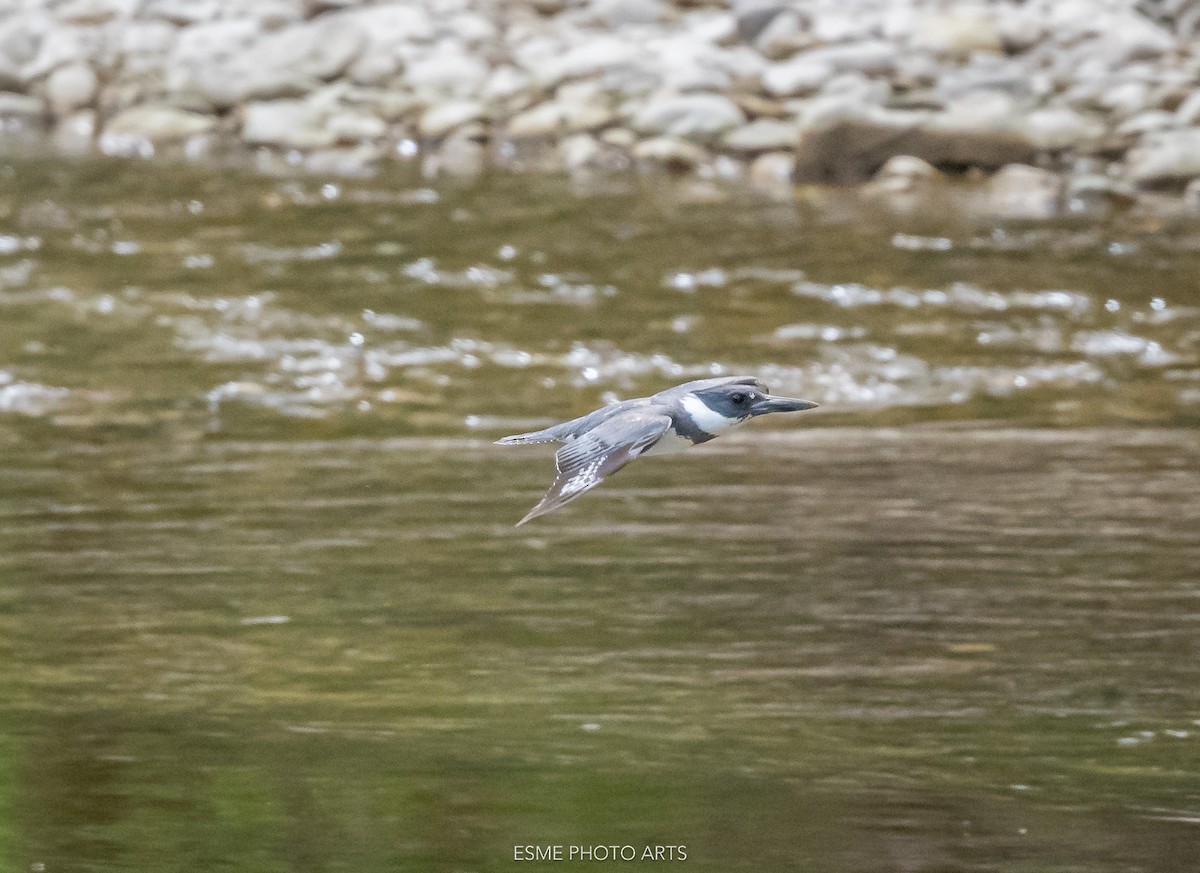 Belted Kingfisher - ML618588218