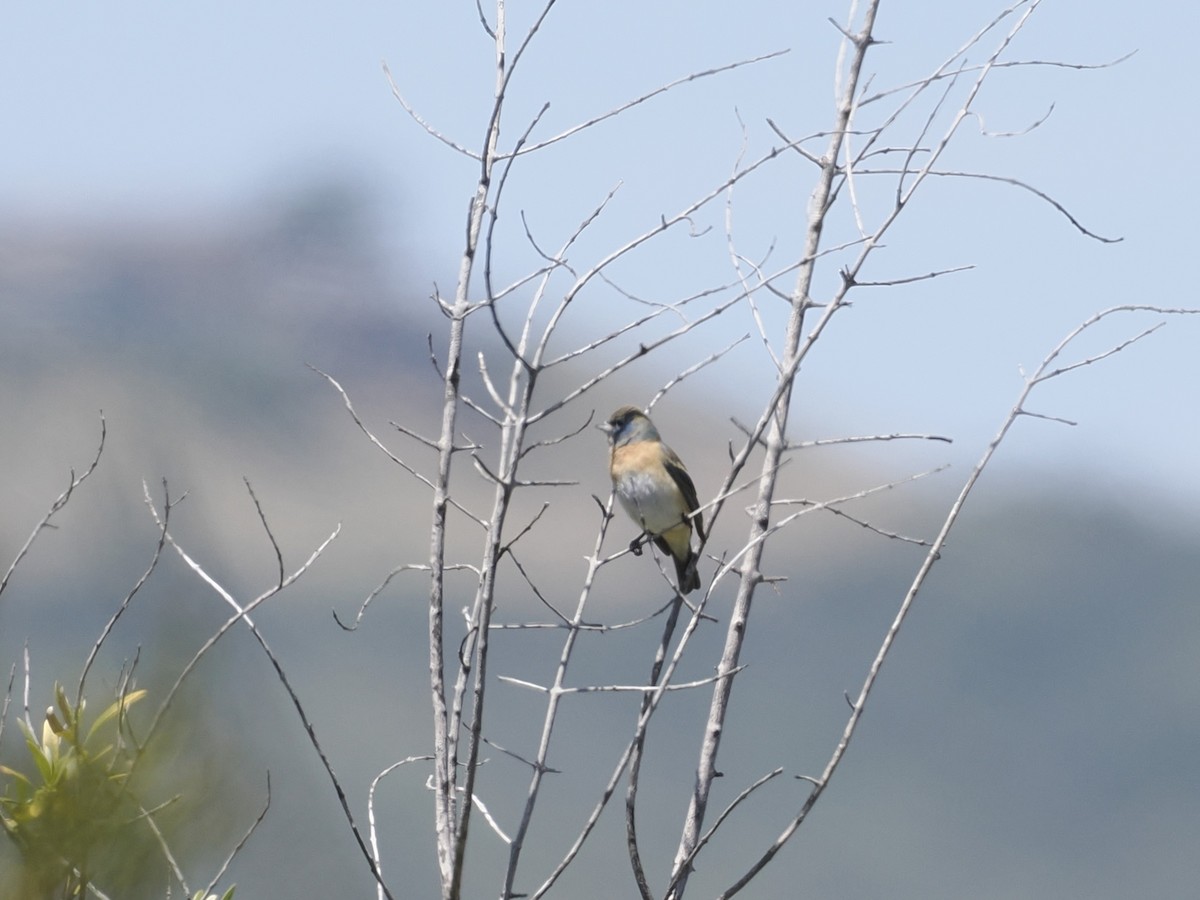 Lazuli Bunting - Robert McNab