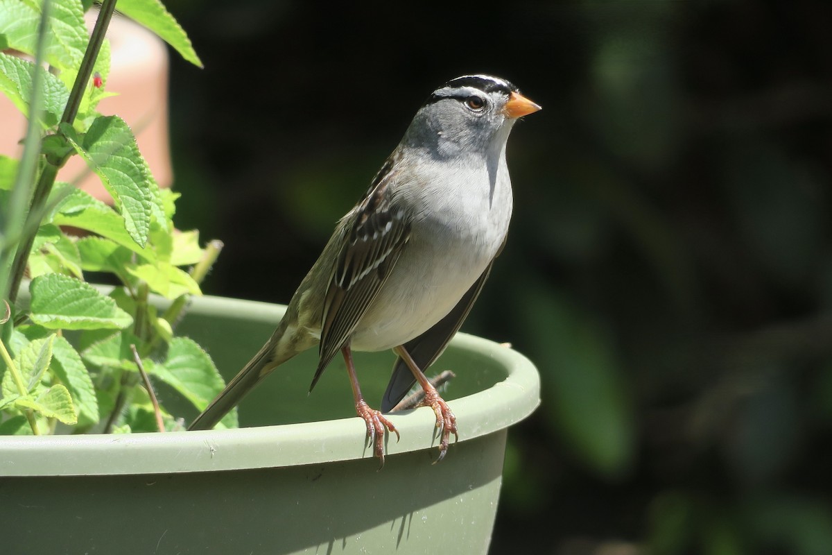 White-crowned Sparrow - ML618588228