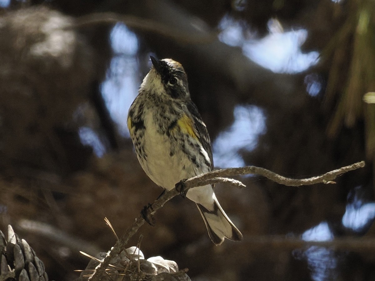 Yellow-rumped Warbler (Myrtle) - Robert McNab