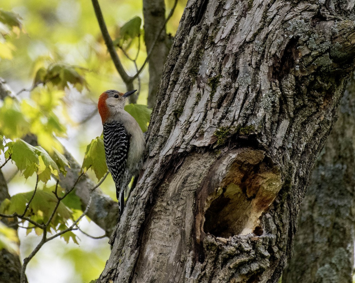 Red-bellied Woodpecker - ML618588248