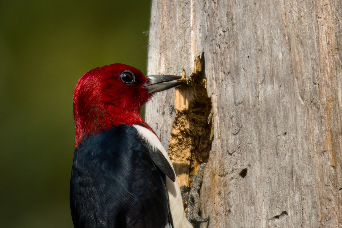 Red-headed Woodpecker - ML618588249