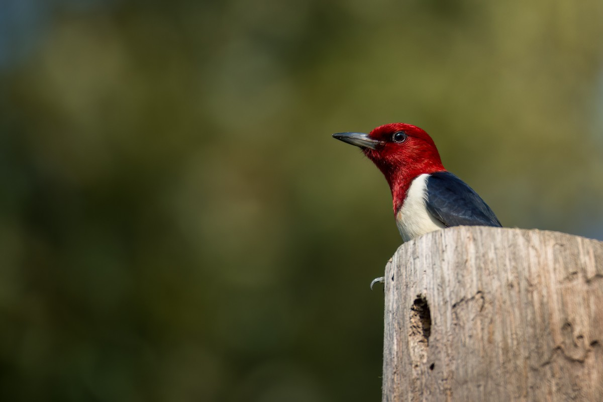 Red-headed Woodpecker - ML618588251