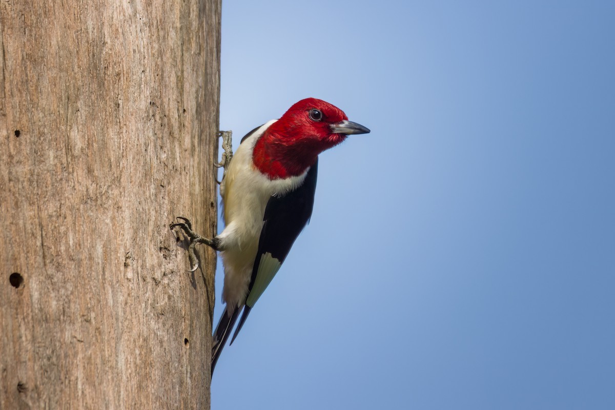 Red-headed Woodpecker - ML618588252