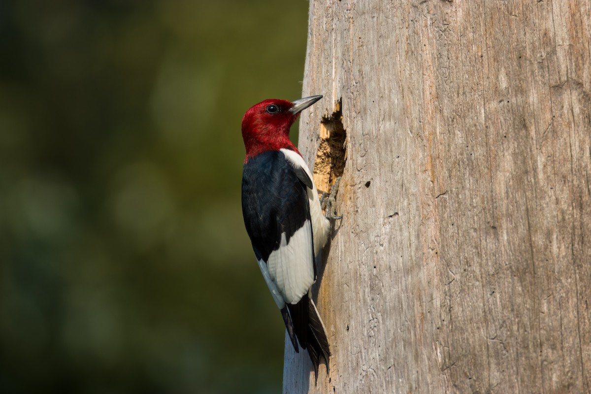 Red-headed Woodpecker - ML618588253