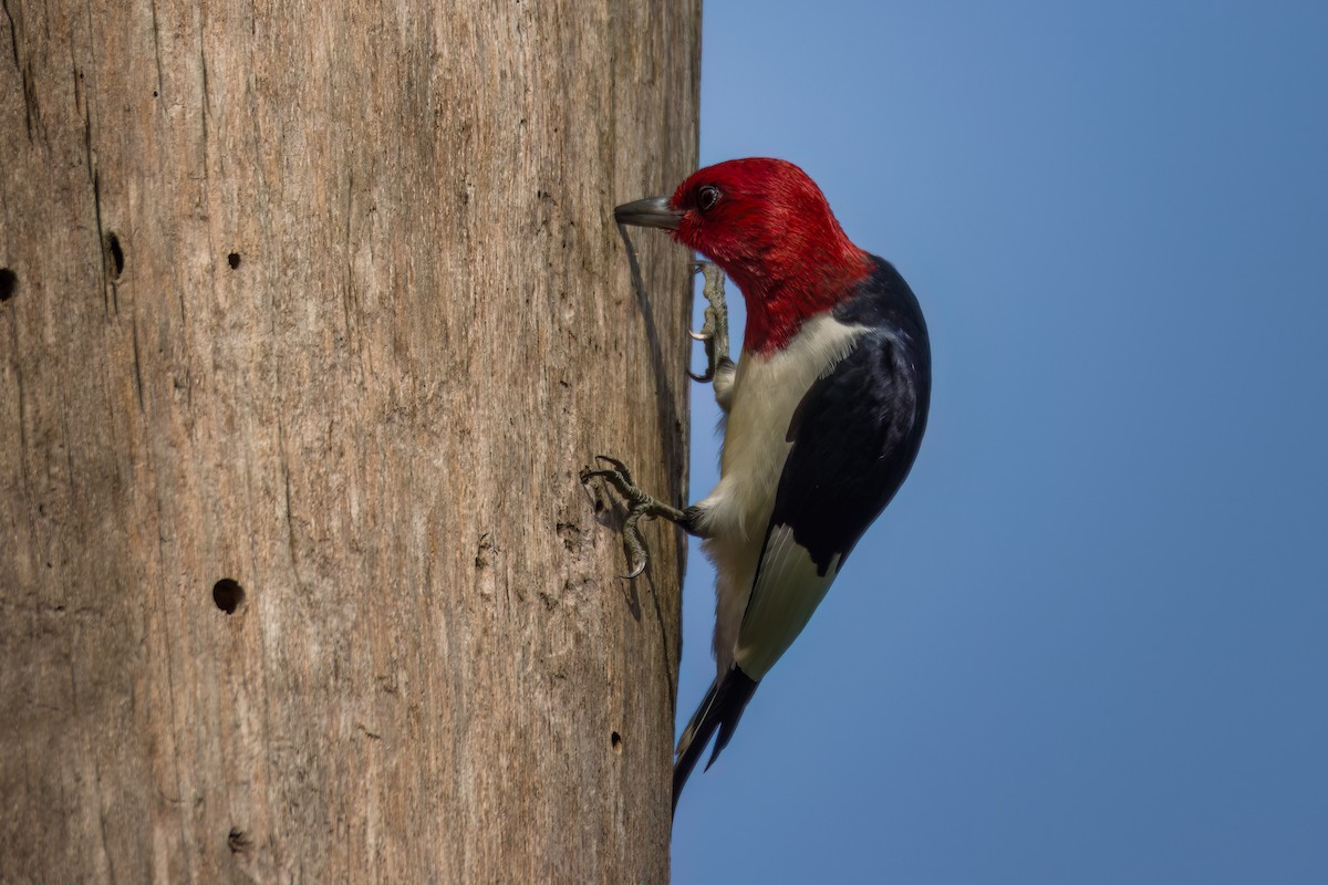 Red-headed Woodpecker - ML618588254