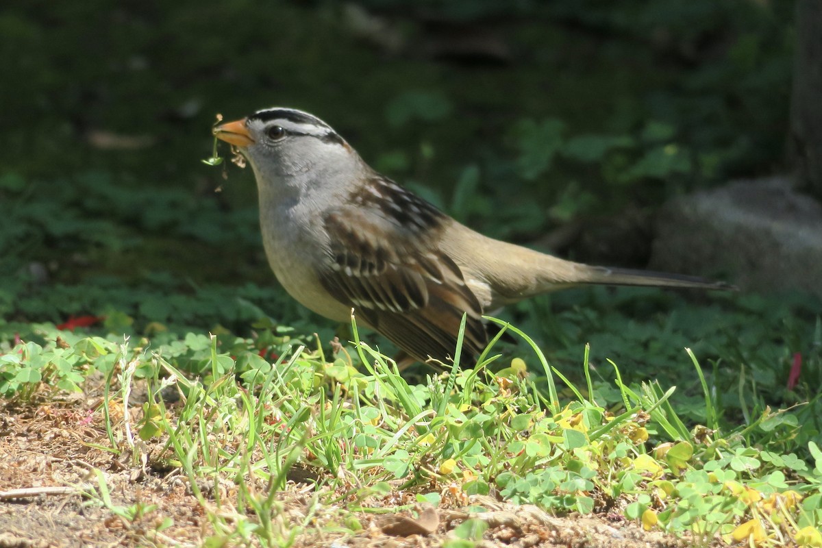 White-crowned Sparrow - ML618588255