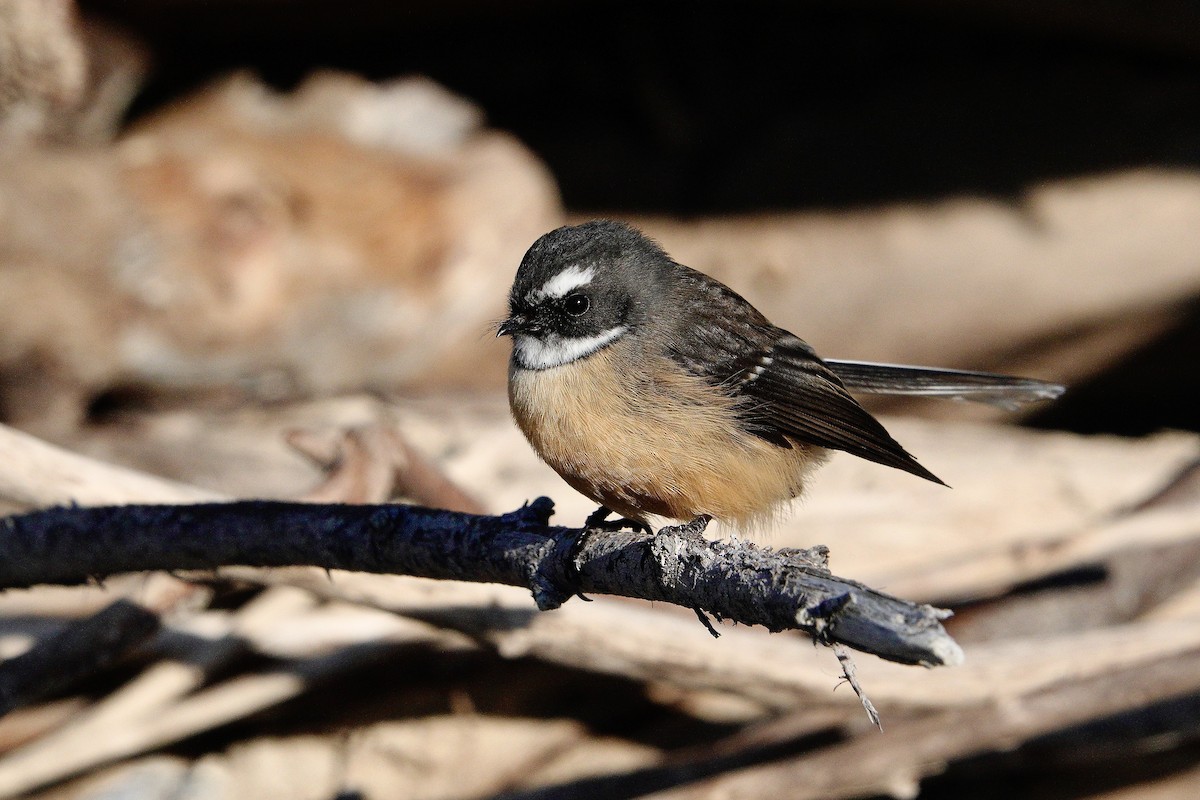 New Zealand Fantail - ML618588277