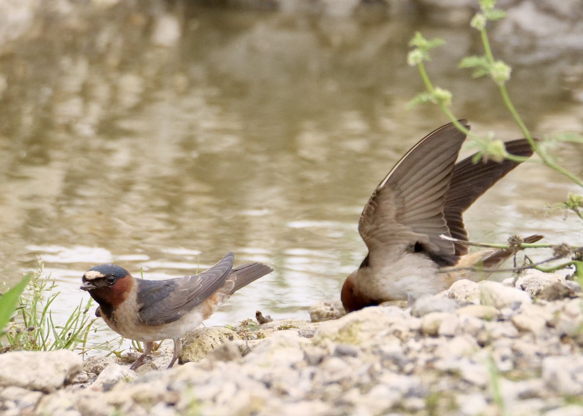 Cliff Swallow - Martin Byhower