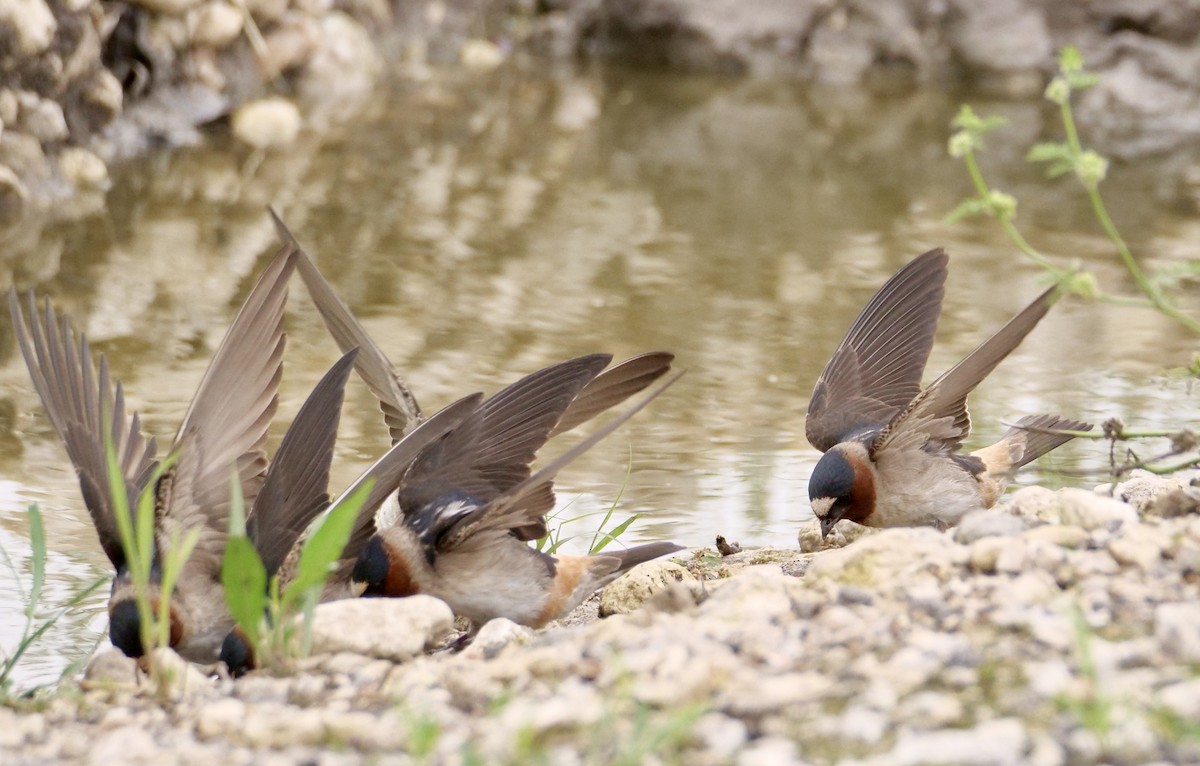 Cliff Swallow - Martin Byhower