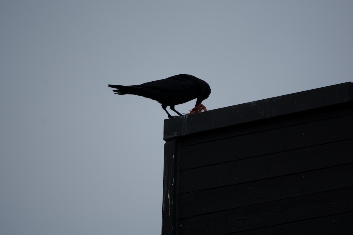Large-billed Crow - Minjun Kim
