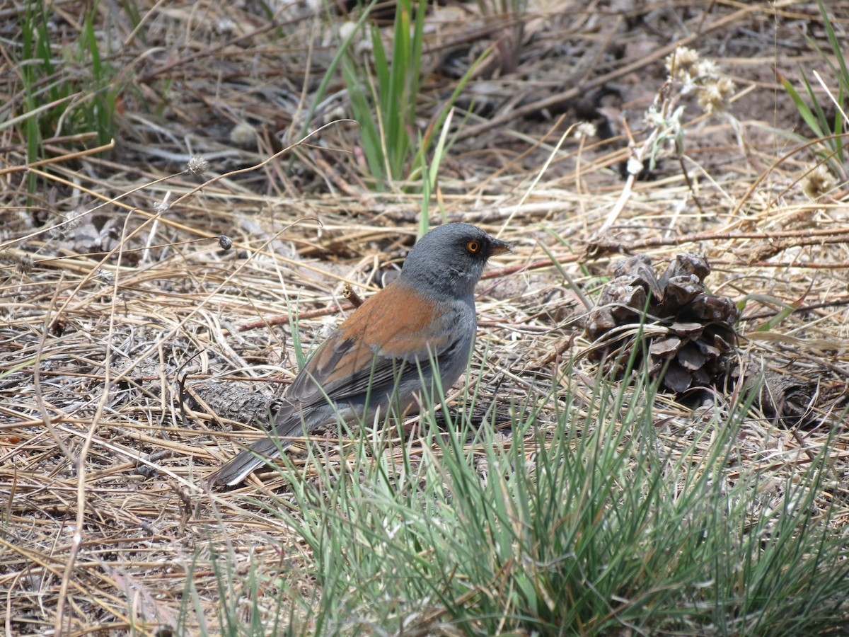 Yellow-eyed Junco - Sam Holcomb