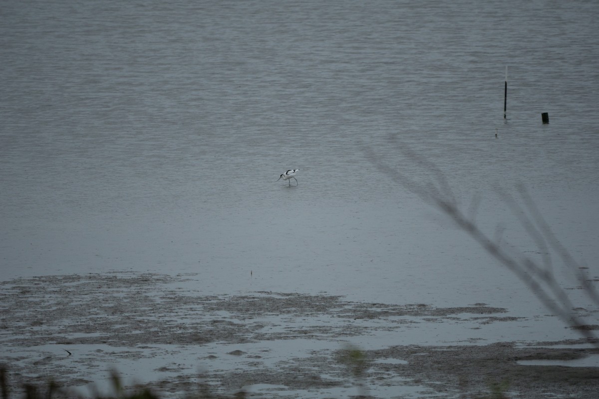 Pied Avocet - Minjun Kim