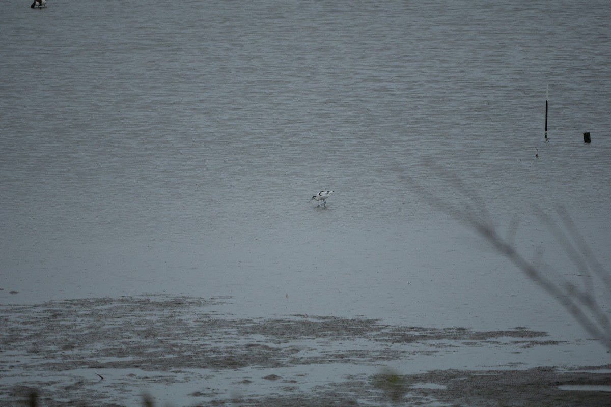 Pied Avocet - Minjun Kim