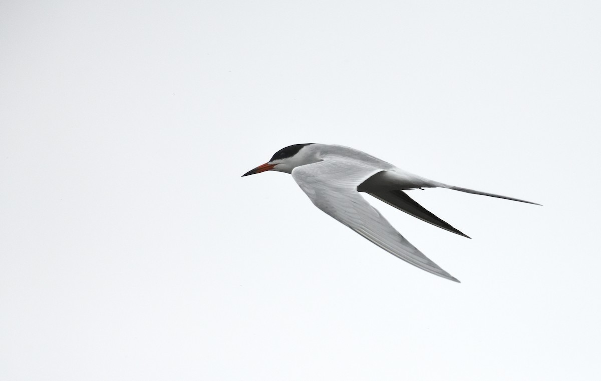 Forster's Tern - ML618588429