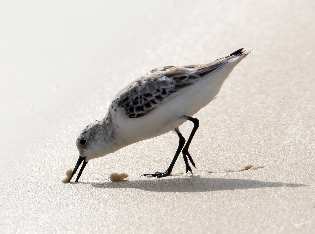 Bécasseau sanderling - ML618588434