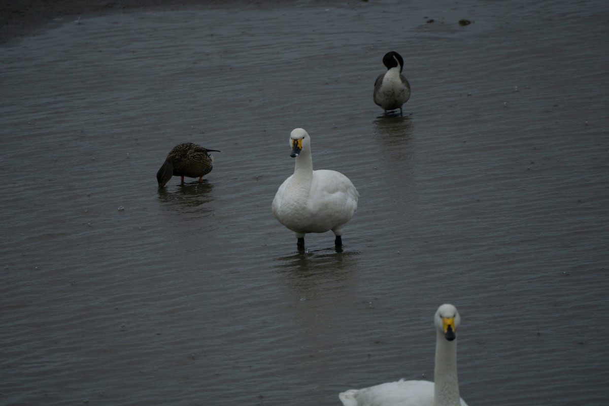 Tundra Swan - Minjun Kim