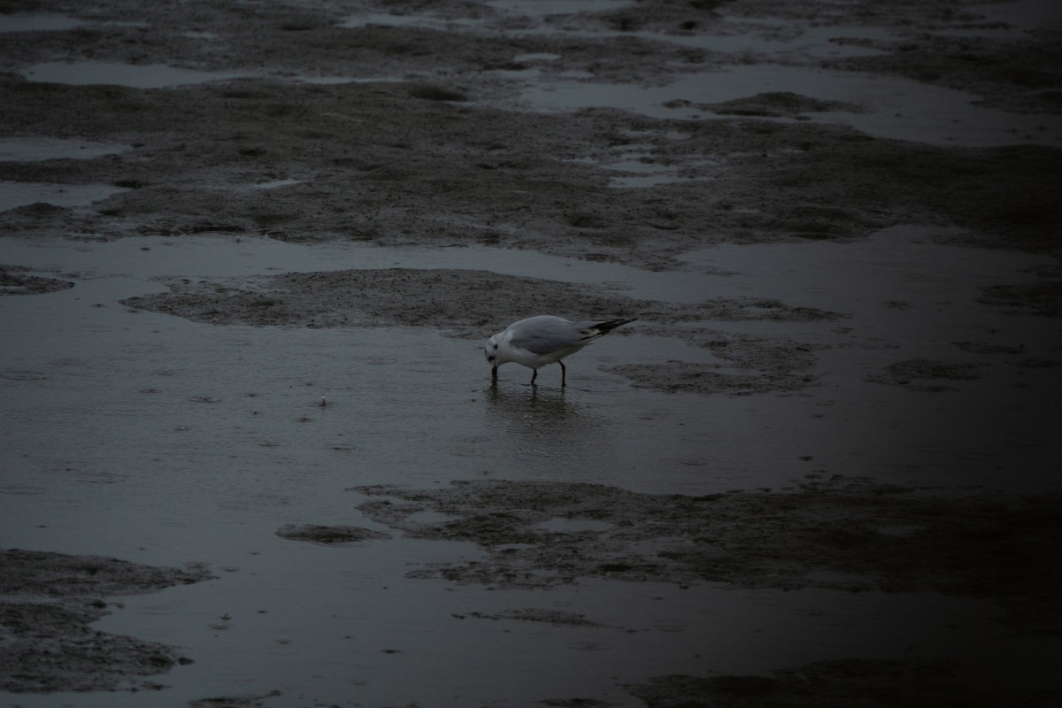 Black-headed Gull - Minjun Kim