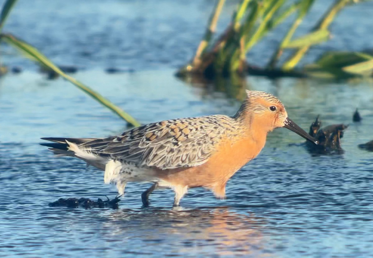 Red Knot - ML618588488