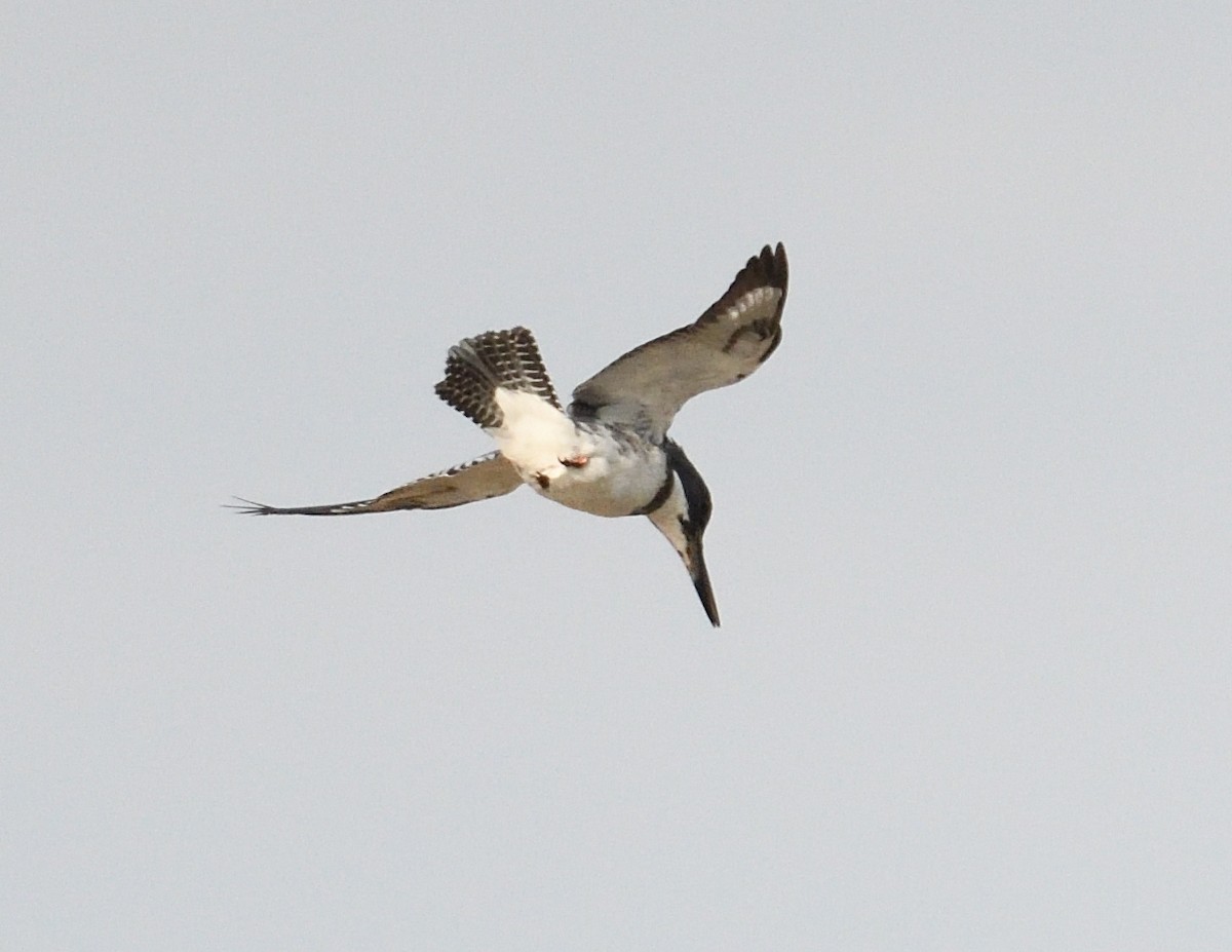 Belted Kingfisher - ML618588517