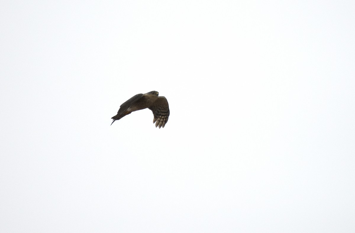 Sharp-shinned Hawk - ML618588558