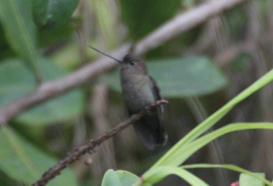 Blue-fronted Lancebill - ML618588581