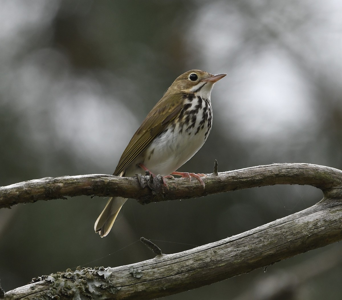 Ovenbird - Paul Nielson