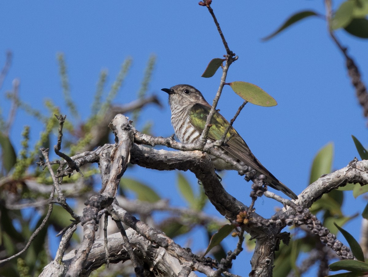 Shining Bronze-Cuckoo - ML618588642