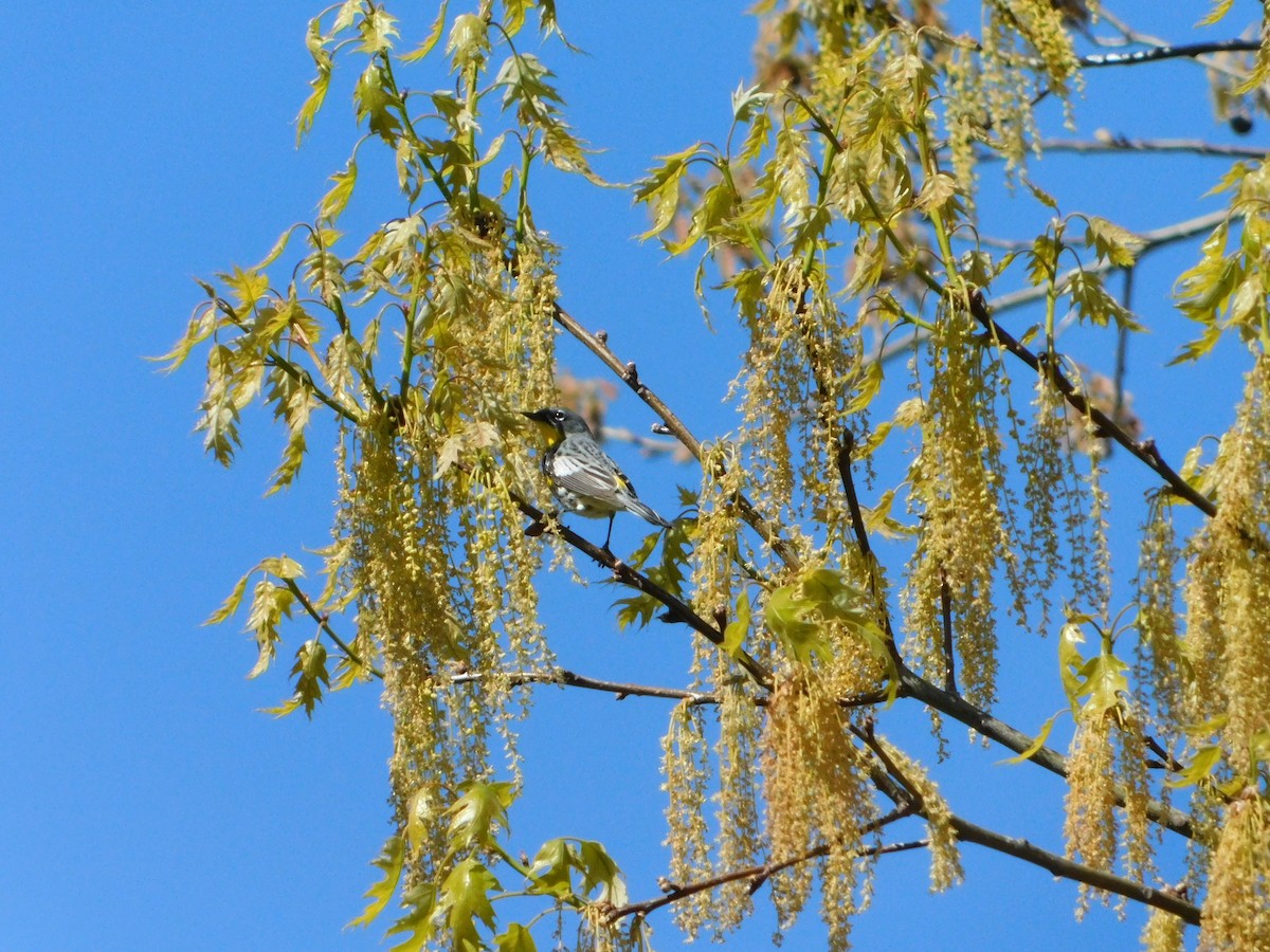 lesňáček žlutoskvrnný (ssp. auduboni) - ML618588703