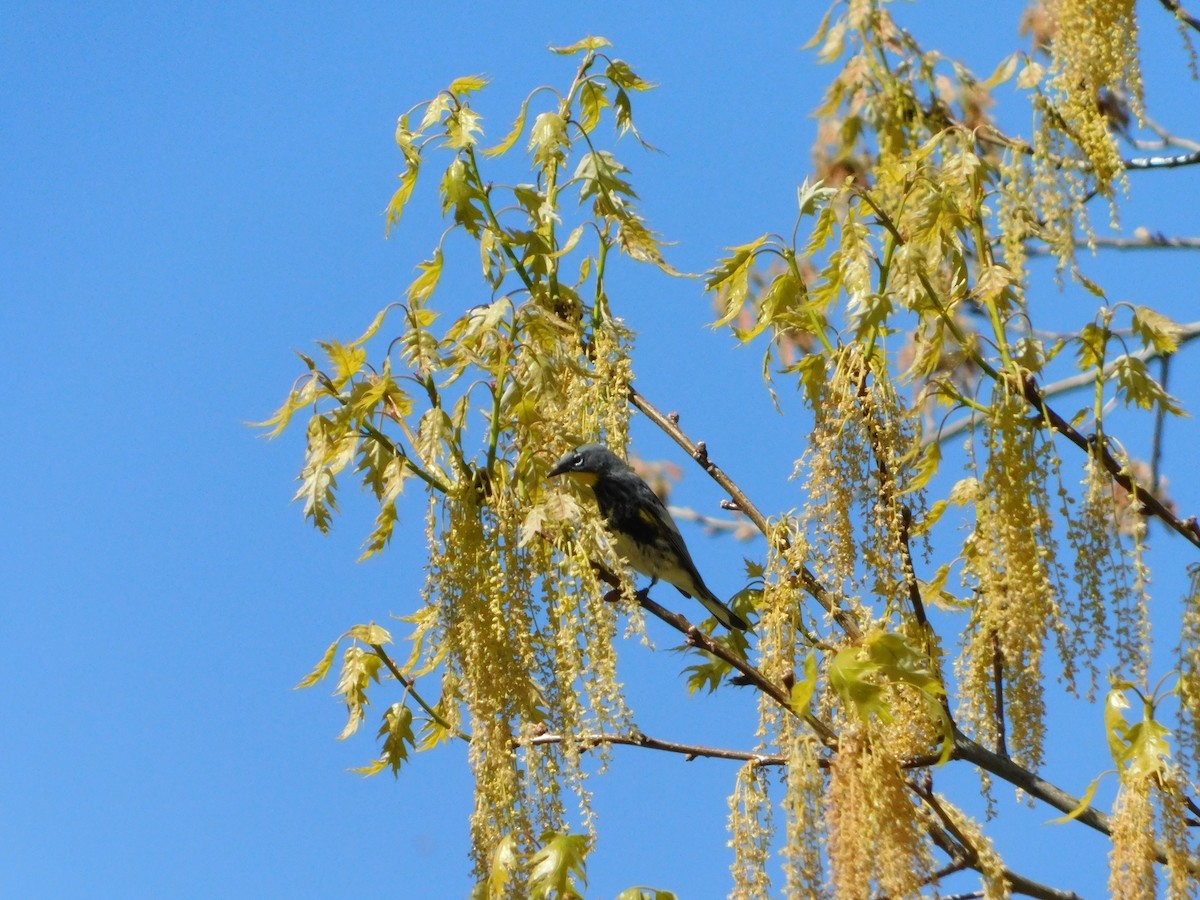 Yellow-rumped Warbler (Audubon's) - Nathaniel Cooley