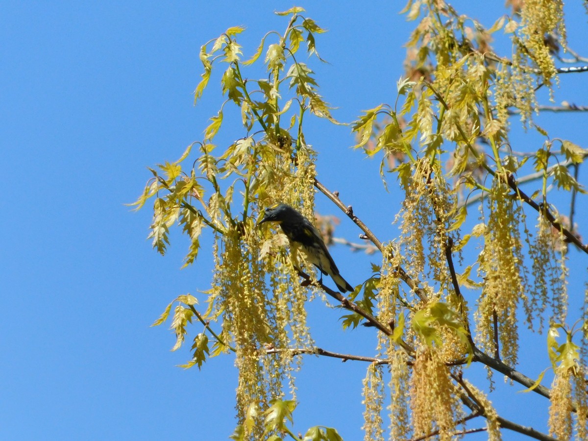 Yellow-rumped Warbler (Audubon's) - Nathaniel Cooley