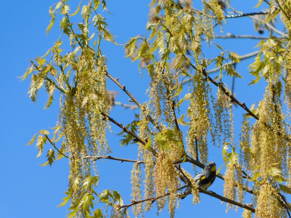 lesňáček žlutoskvrnný (ssp. auduboni) - ML618588717
