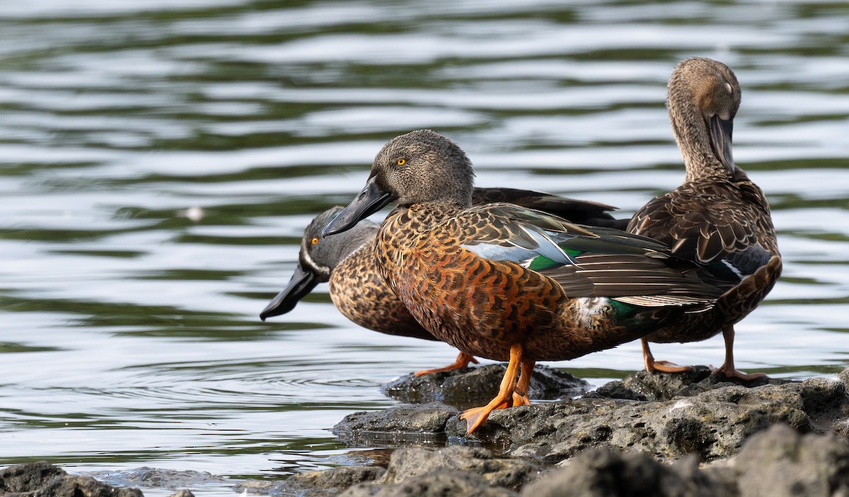 Australasian Shoveler - Miguel  Mejias