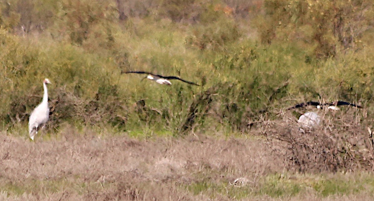 Grue brolga - ML618588724